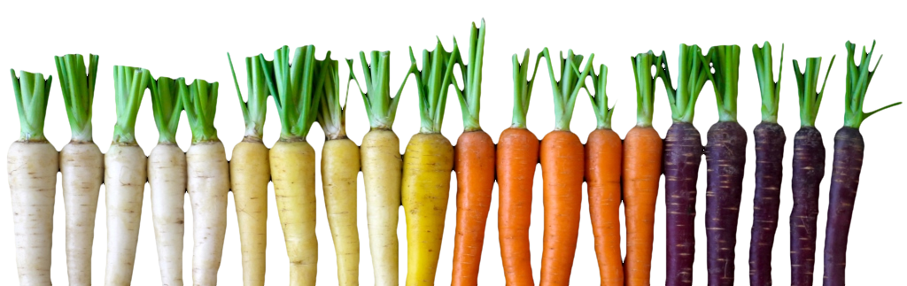 zanahorias varias